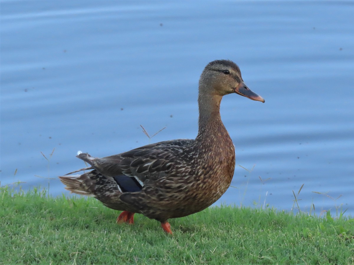 Mallard - ML472043481