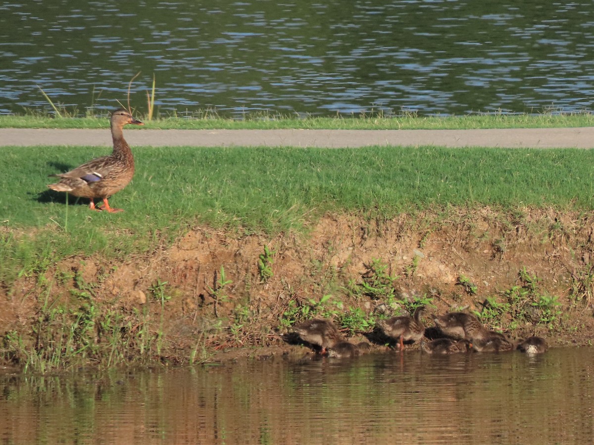 Mallard - ML472043491