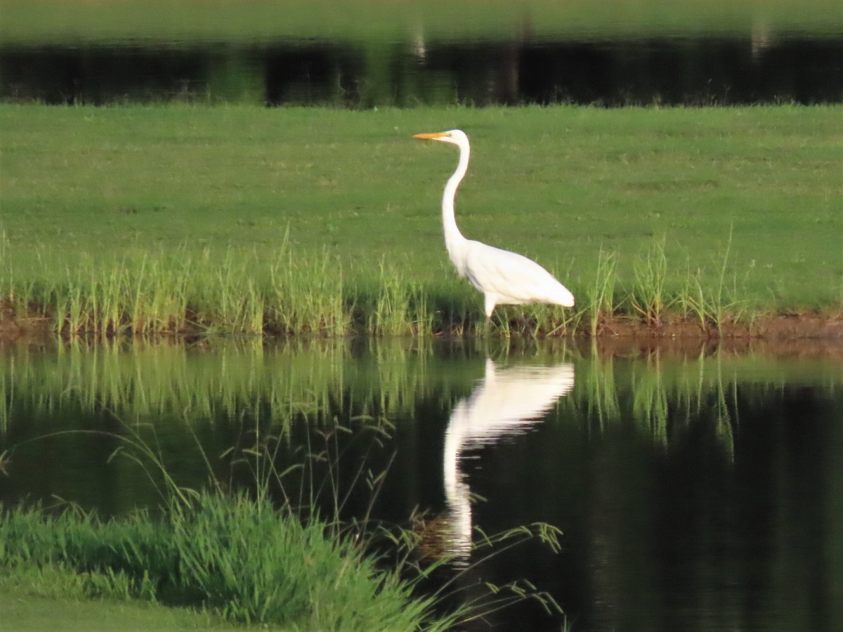 Great Egret - ML472044331