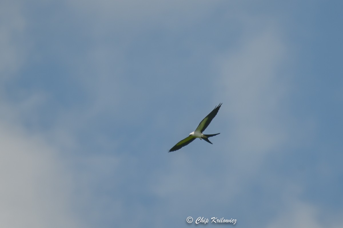 Swallow-tailed Kite - ML472044371