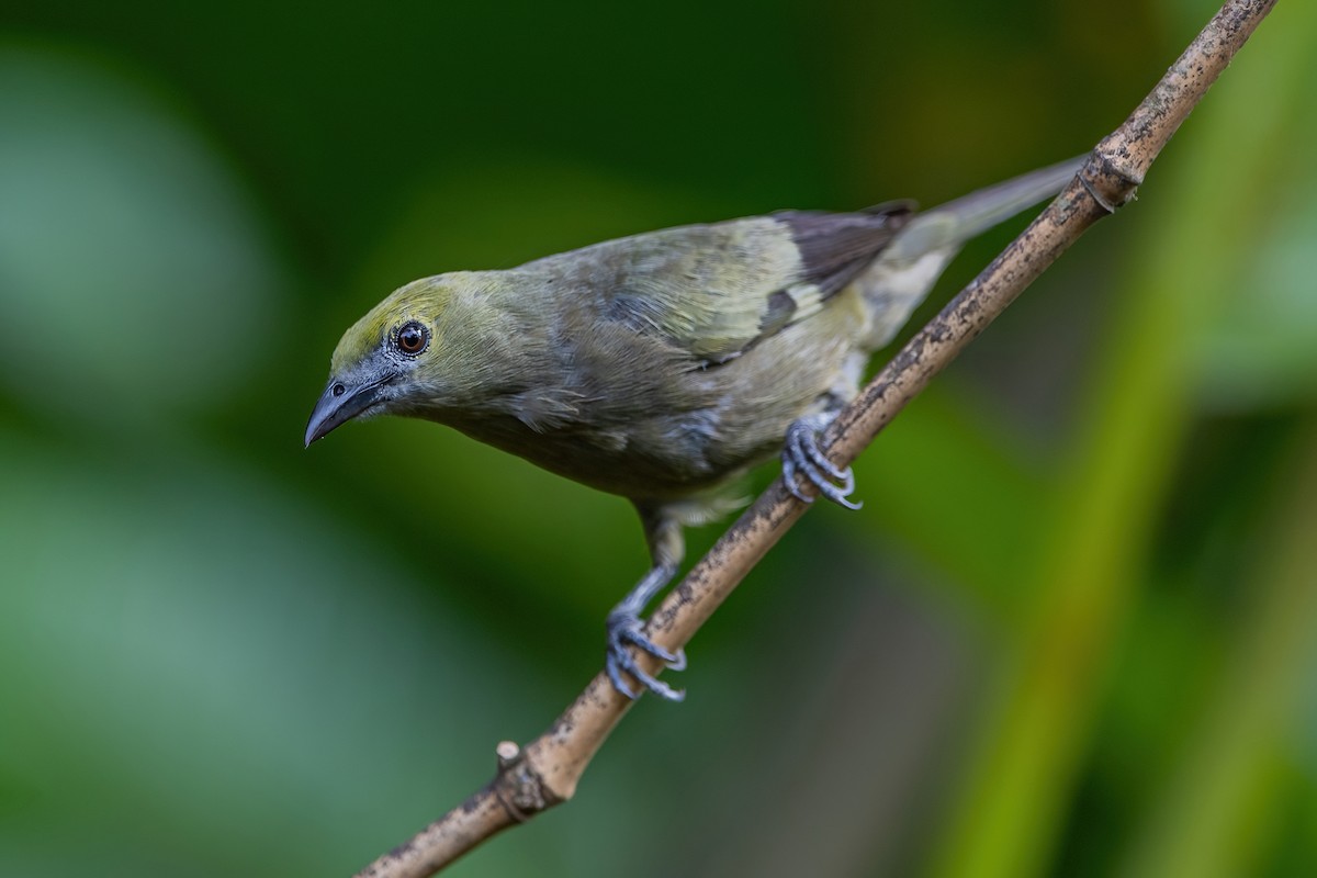 Palm Tanager - Ngoc Sam Thuong Dang