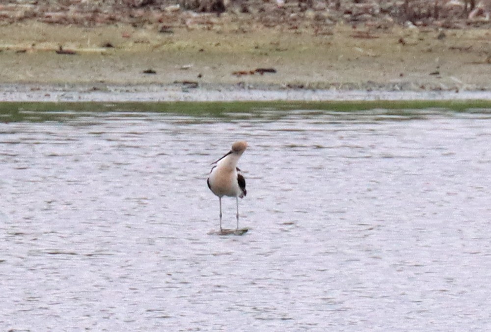 American Avocet - ML472044751