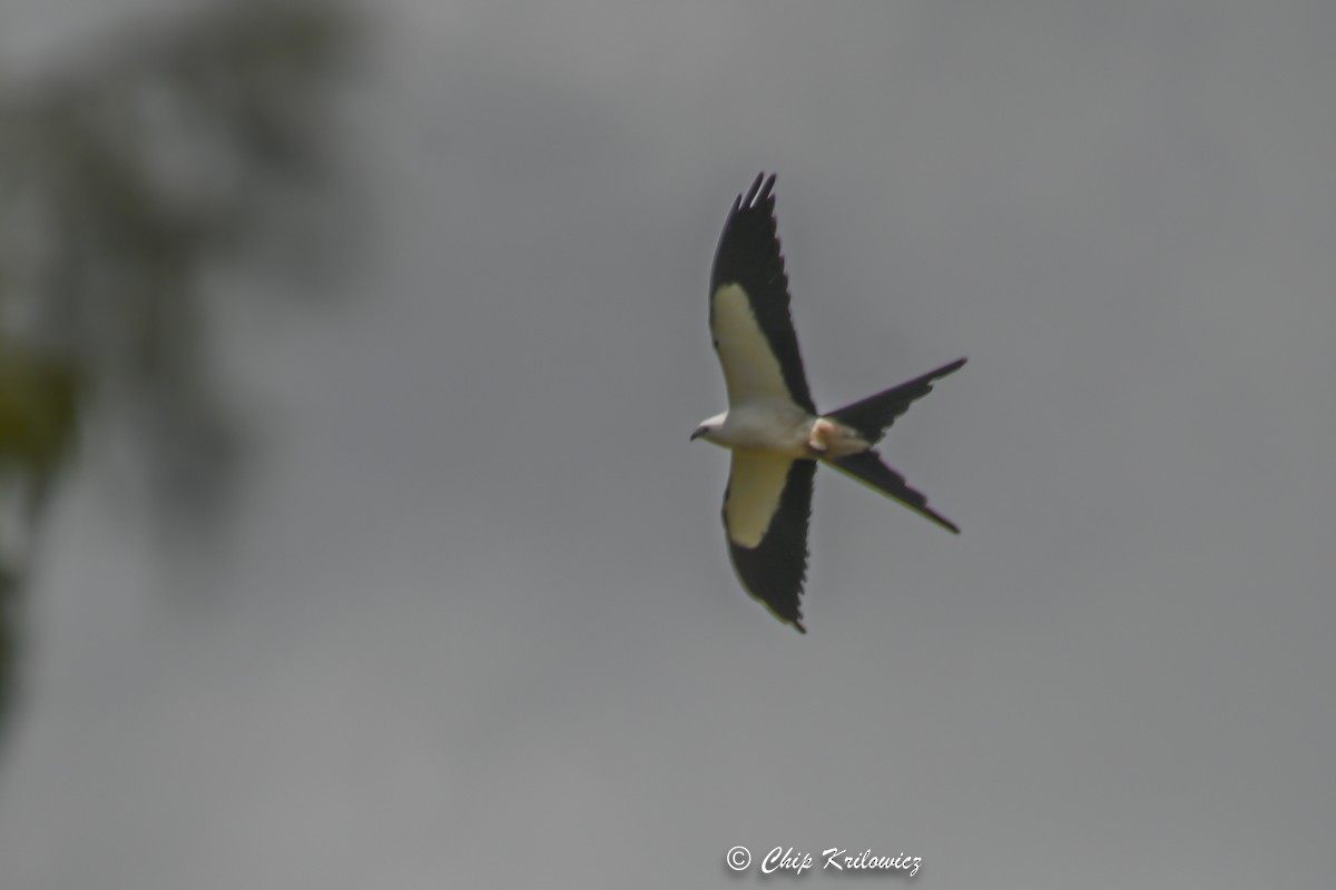 Swallow-tailed Kite - Chip Krilowicz