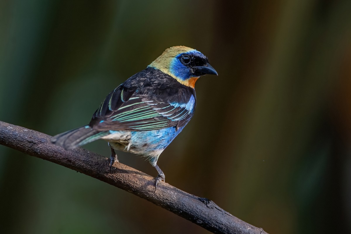 Golden-hooded Tanager - ML472044931