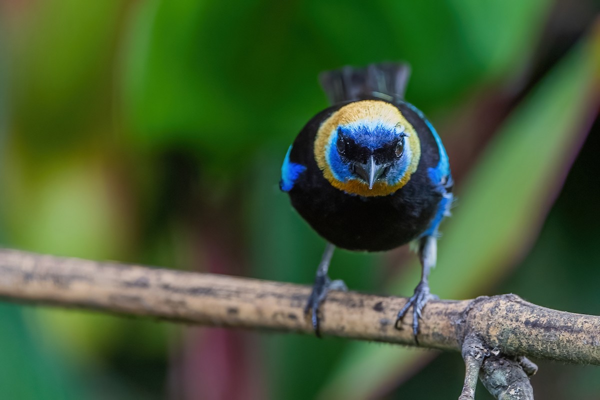 Golden-hooded Tanager - ML472044941