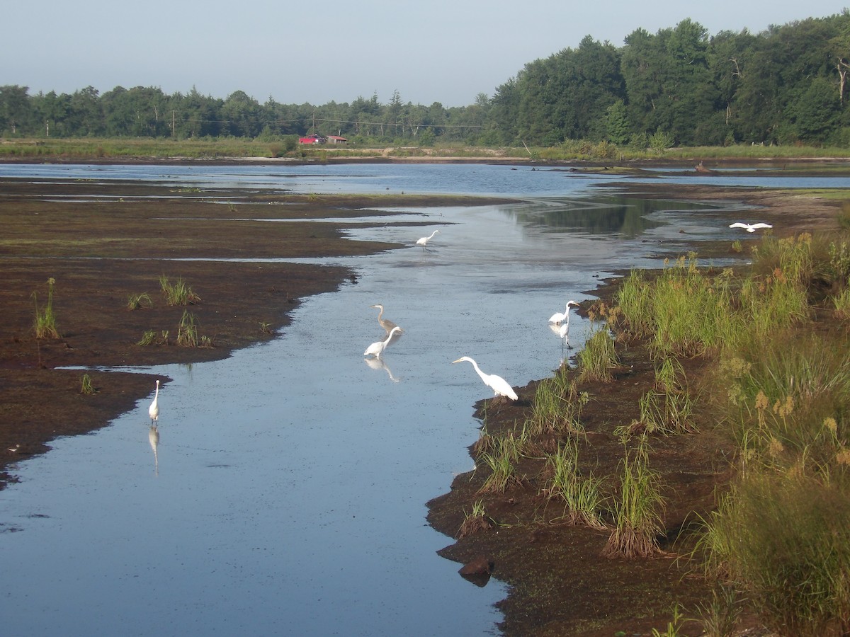 ダイサギ - ML472044951