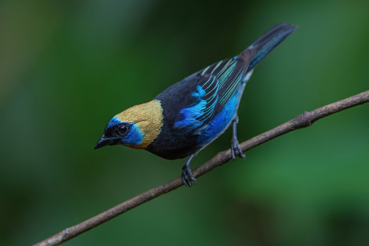 Golden-hooded Tanager - ML472045001