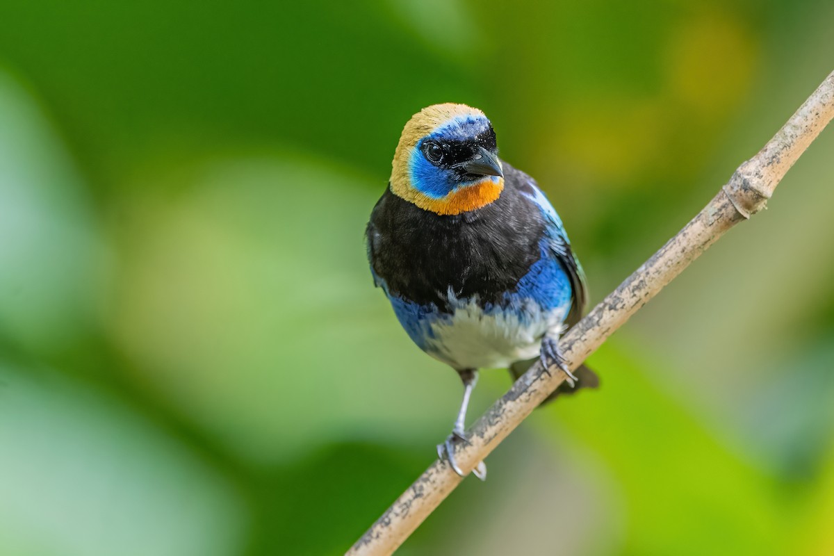 Golden-hooded Tanager - ML472045031