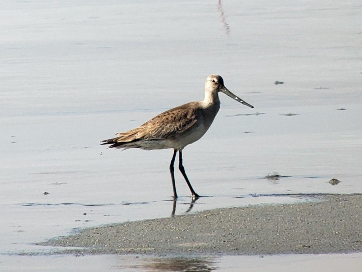 Hudsonian Godwit - ML472045191