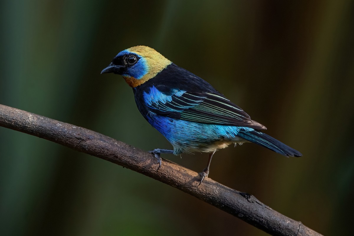 Golden-hooded Tanager - ML472046321