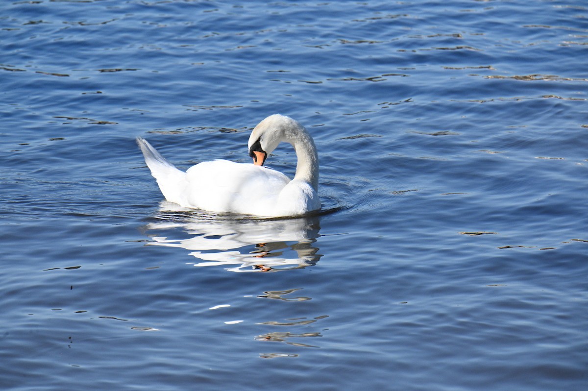 Cygne tuberculé - ML472046391