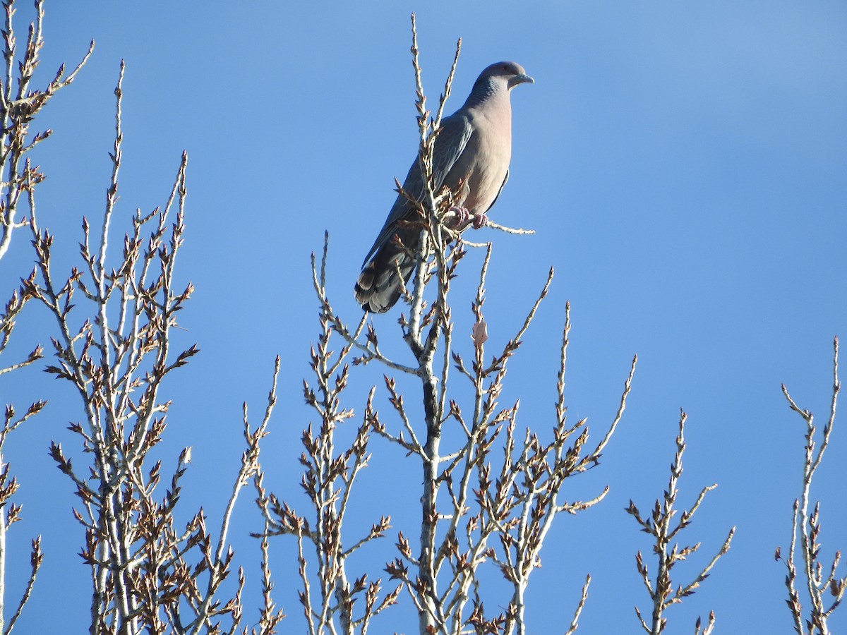 Picazuro Pigeon - ML472046431