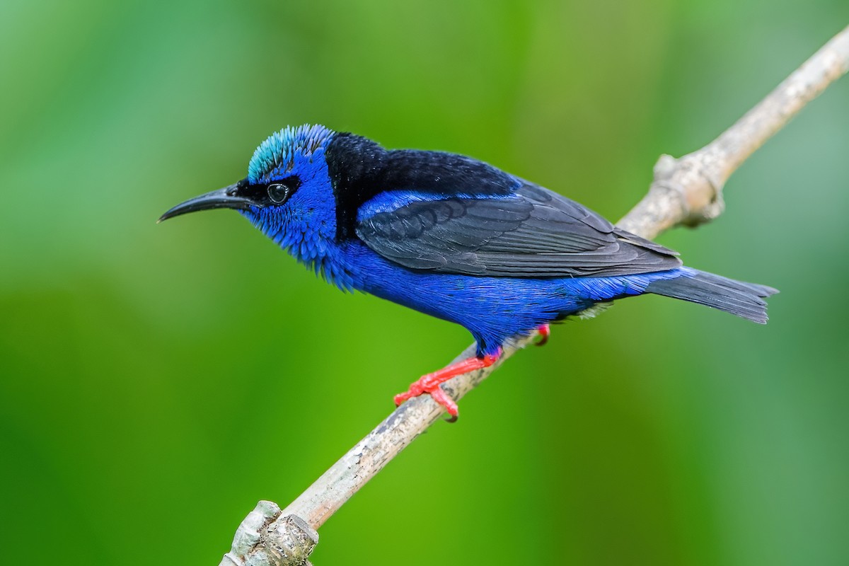 Red-legged Honeycreeper - Ngoc Sam Thuong Dang