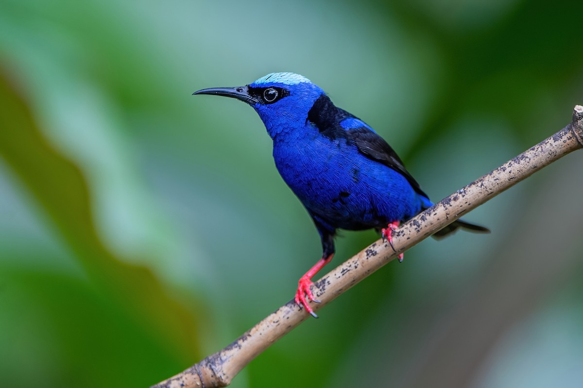 Red-legged Honeycreeper - ML472046481