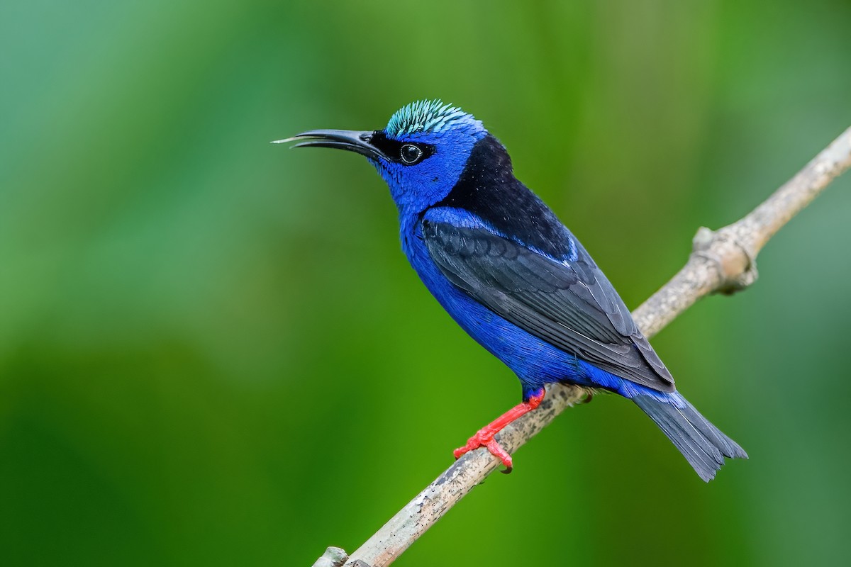 Red-legged Honeycreeper - ML472046491