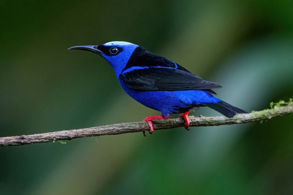 Red-legged Honeycreeper - ML472046501