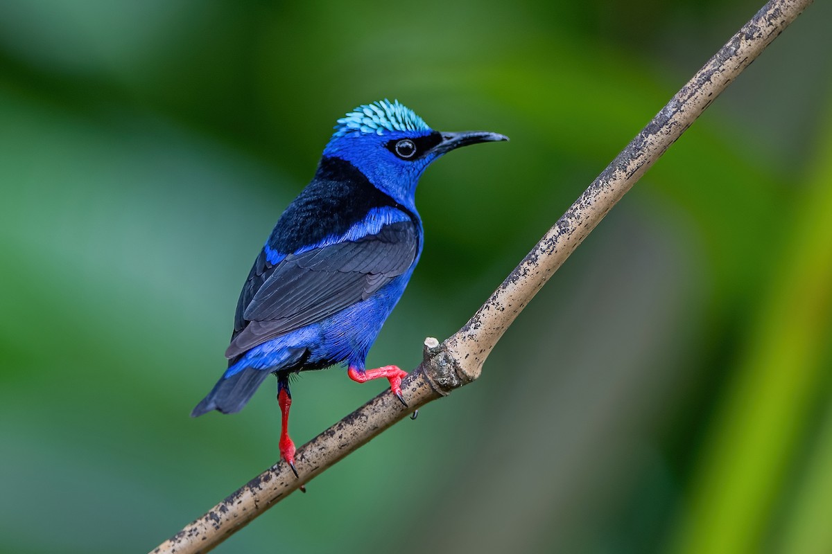 Red-legged Honeycreeper - ML472046521