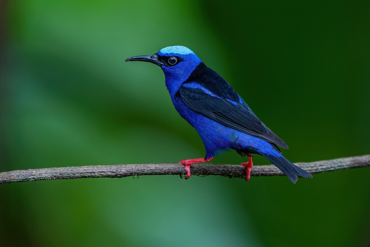 Red-legged Honeycreeper - ML472046551