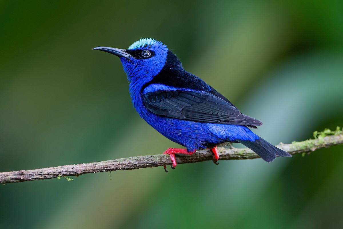 Red-legged Honeycreeper - ML472046561