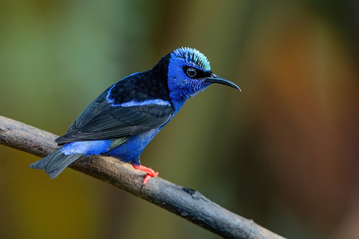 Red-legged Honeycreeper - ML472046771