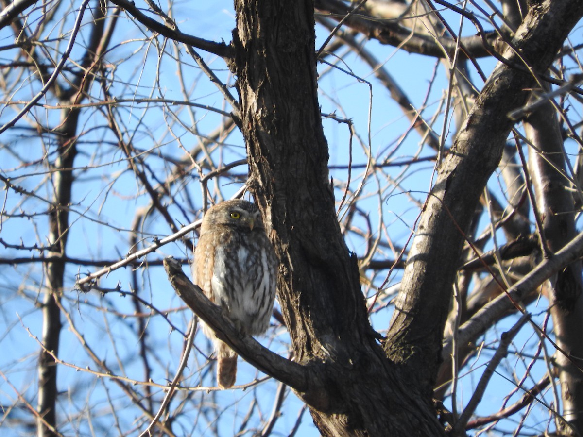 Burrowing Owl - ML472046861