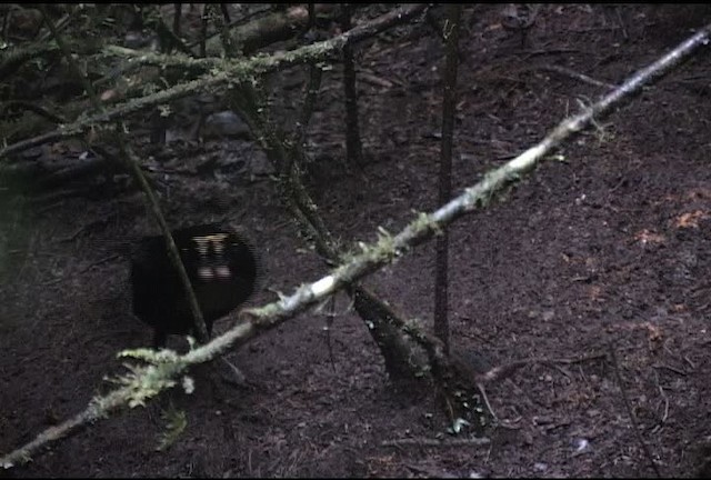 Wahnes's Parotia - ML472047