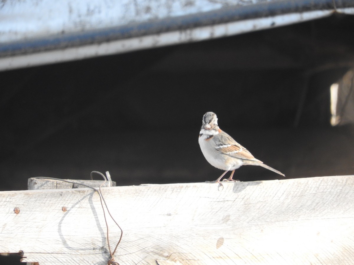 Rufous-collared Sparrow - ML472047211