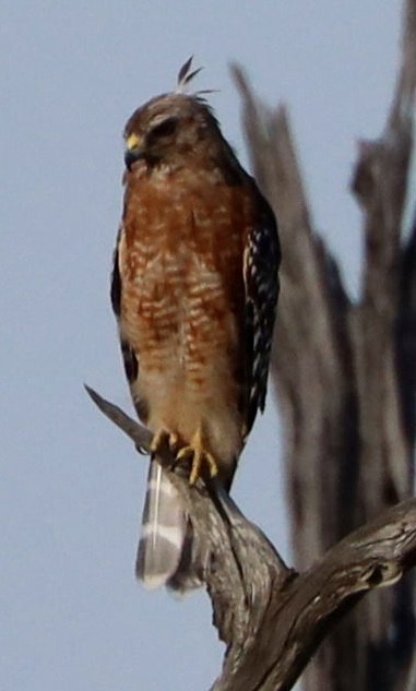 Red-shouldered Hawk - robert rogillio