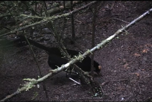 Wahnes's Parotia - ML472048