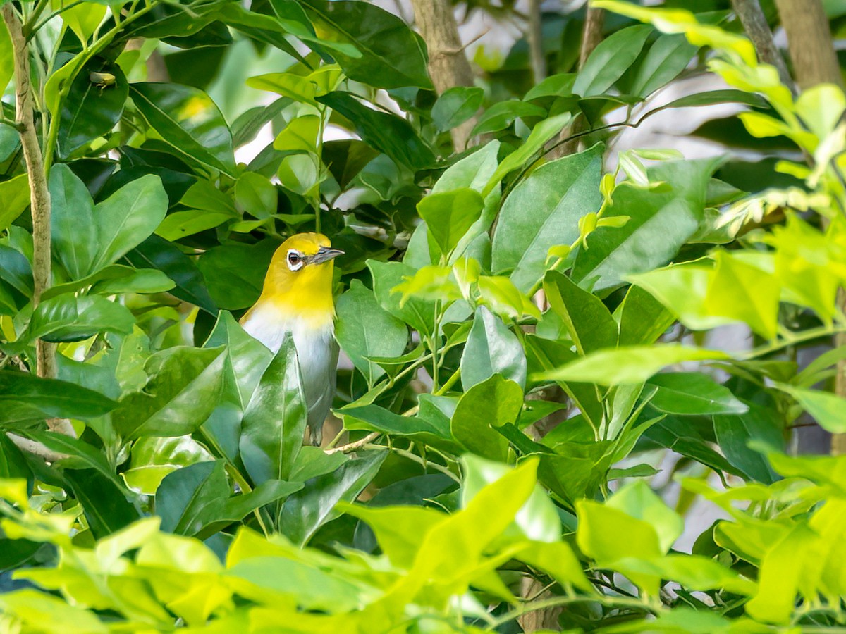 Warbling White-eye - Abe Villanueva