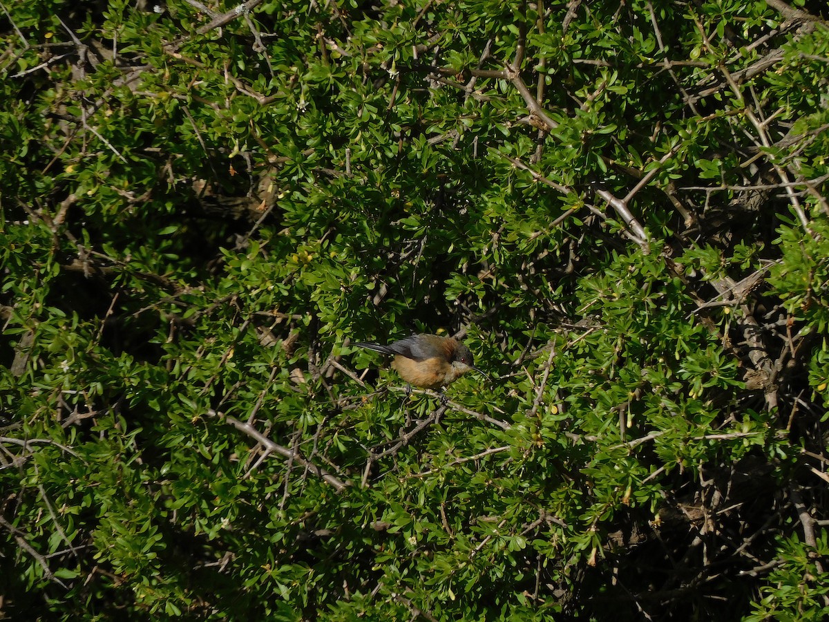 Eastern Spinebill - ML472049091