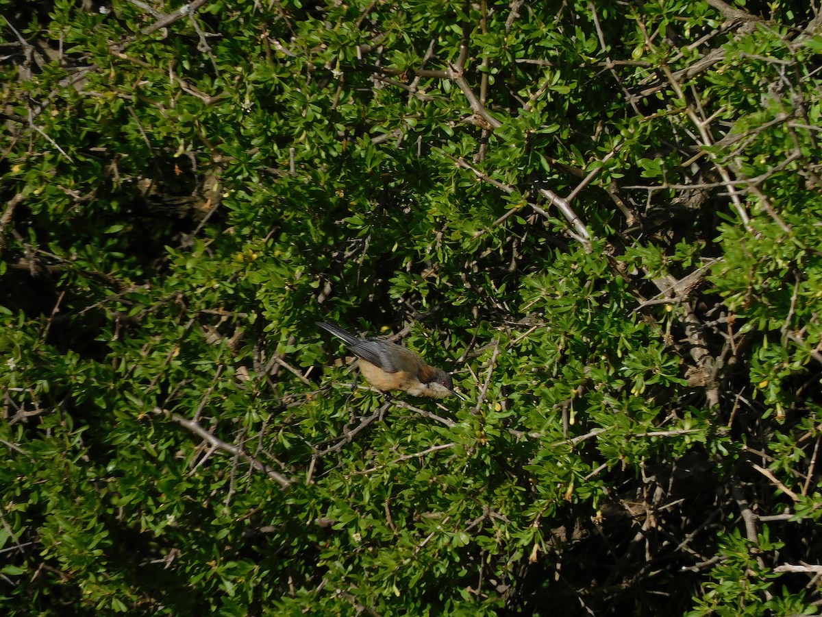 Eastern Spinebill - ML472049731