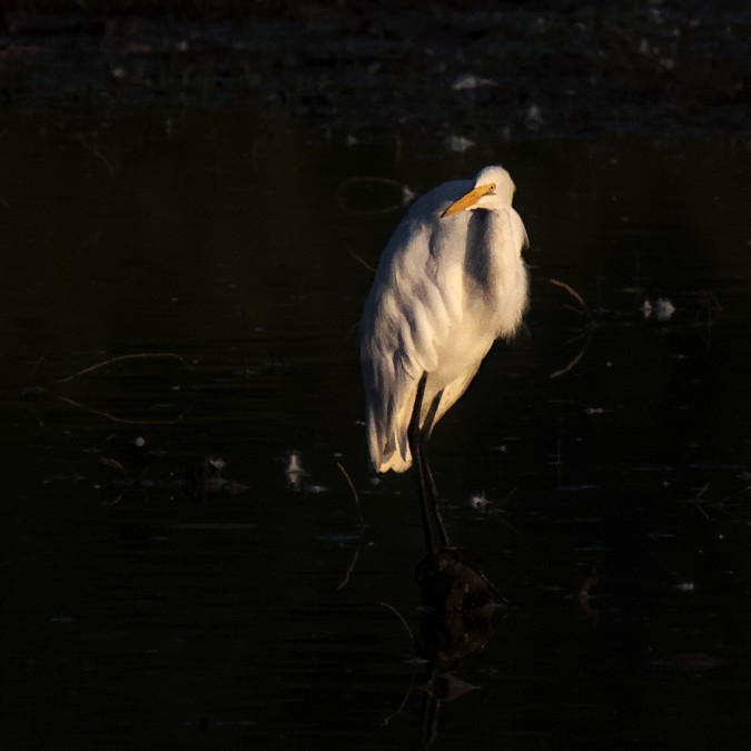 Great Egret - ML472050131