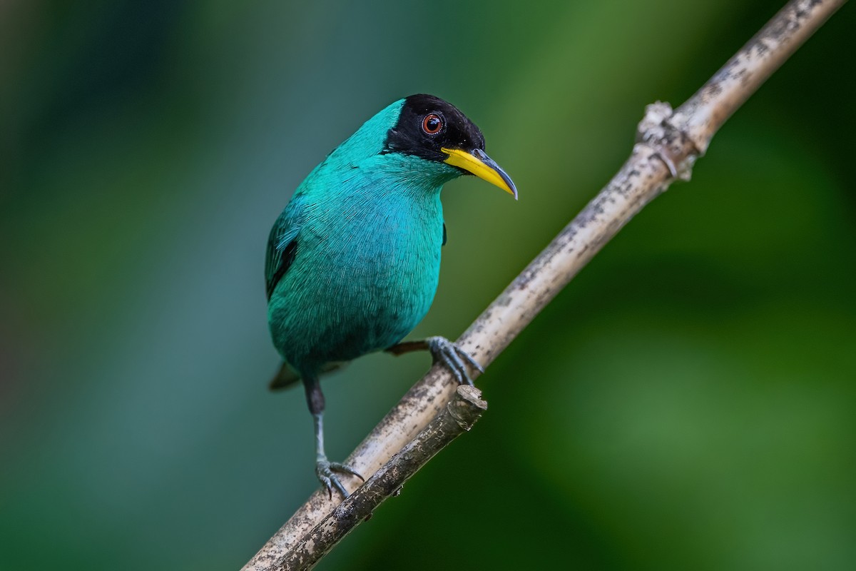 Mielerito Verde - ML472050421
