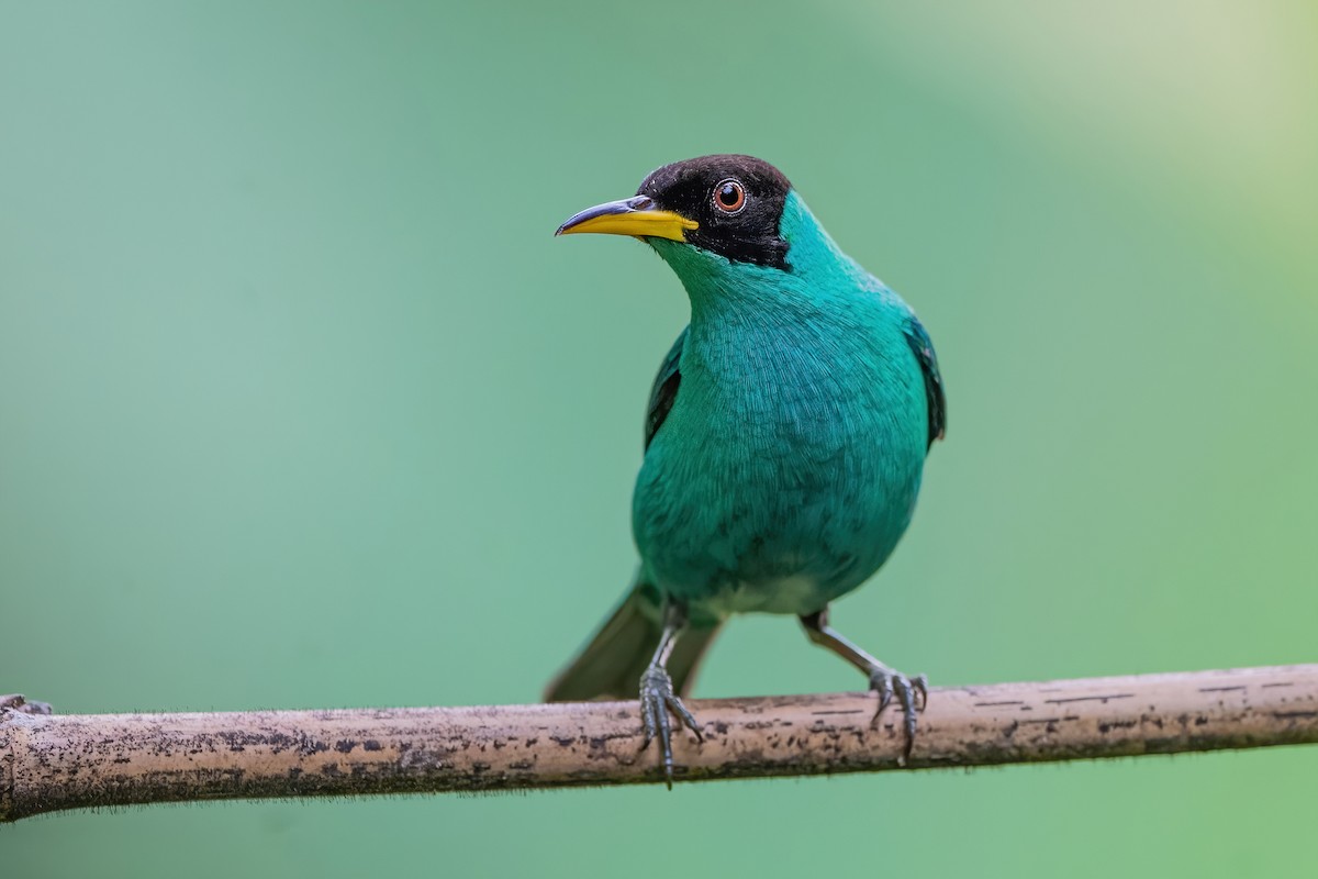 Mielerito Verde - ML472050611