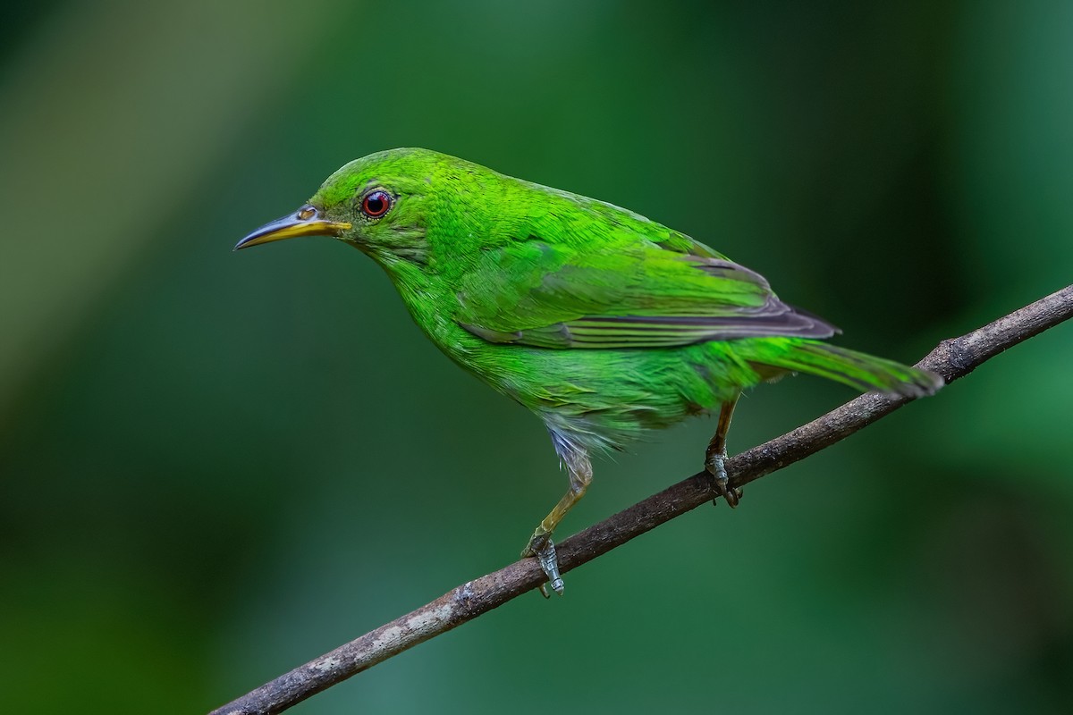 Mielerito Verde - ML472050641