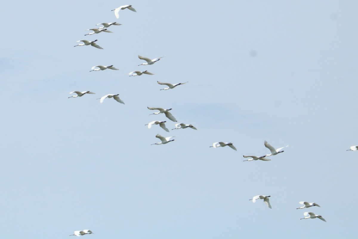 Eurasian Spoonbill - ML472052261