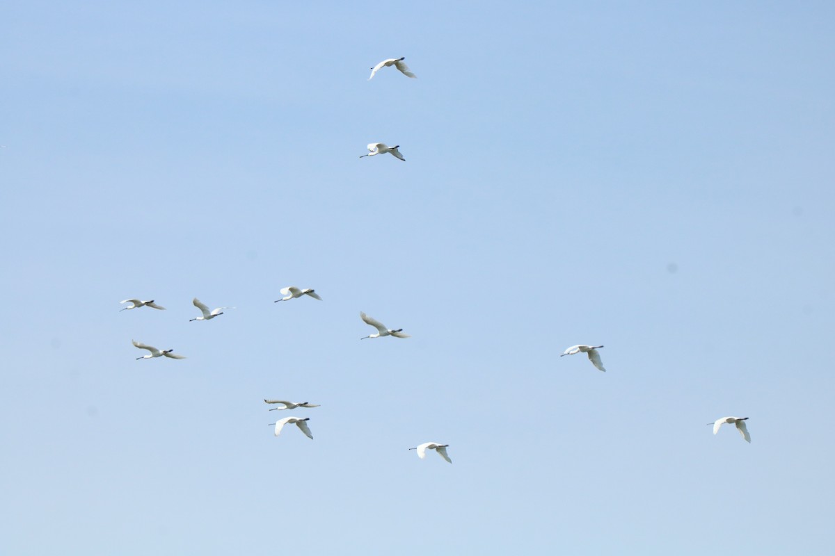 Eurasian Spoonbill - ML472052311