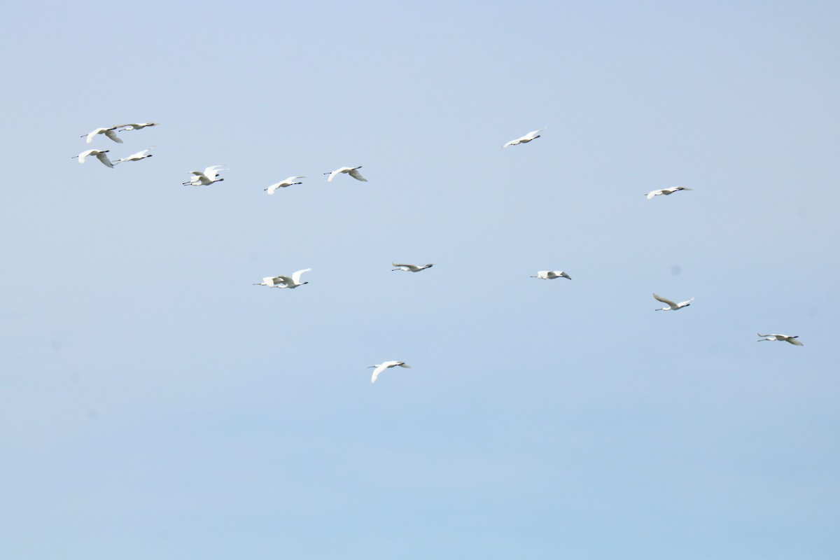 Eurasian Spoonbill - ML472052371