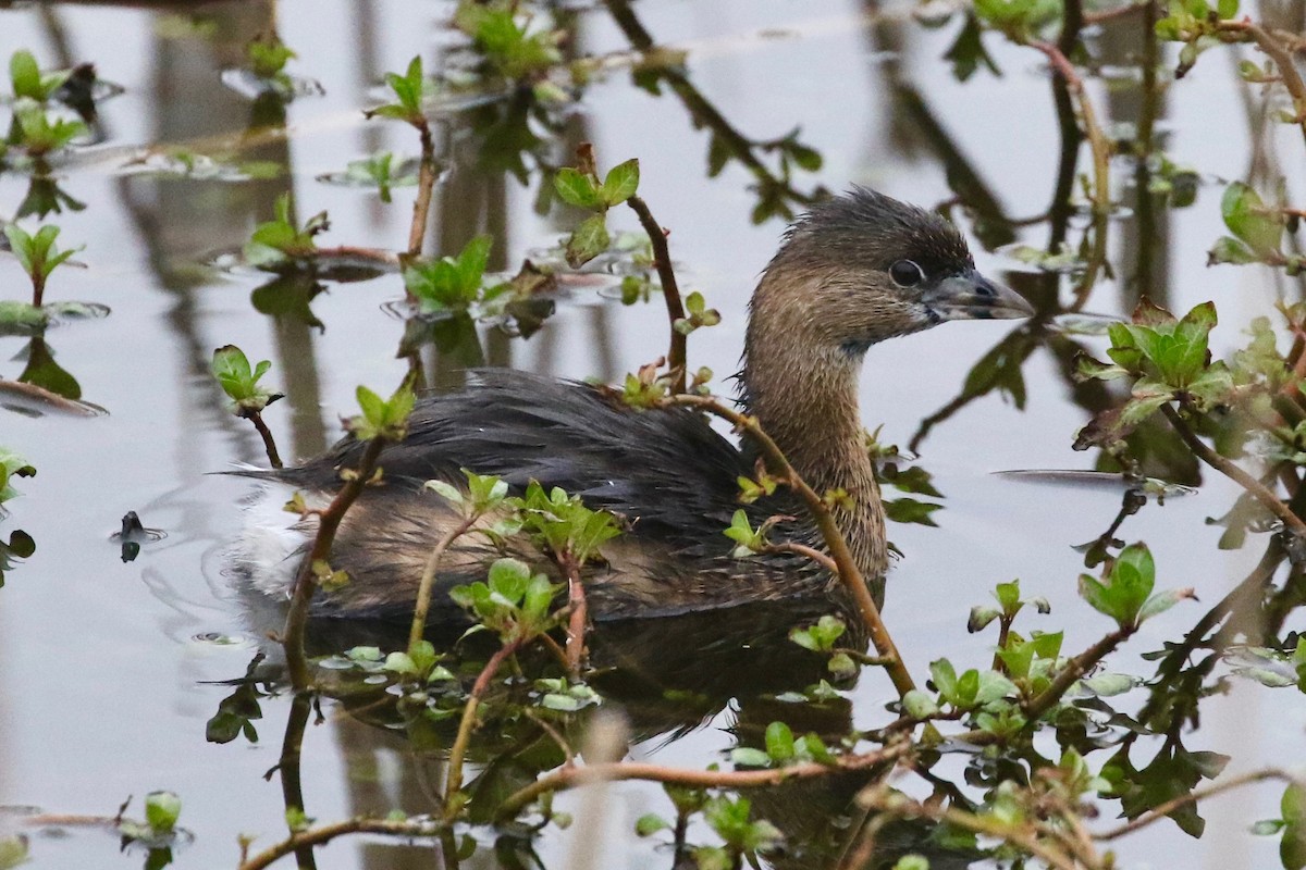 Pied-billed Grebe - Mark Stephenson