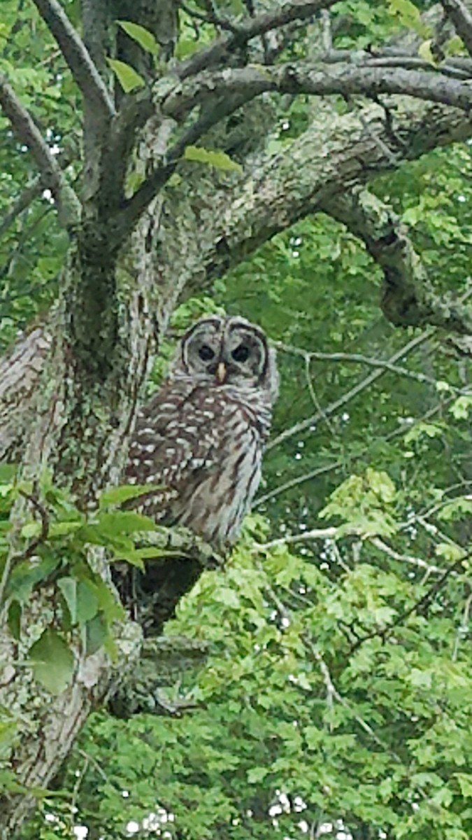 Barred Owl - ML472052911