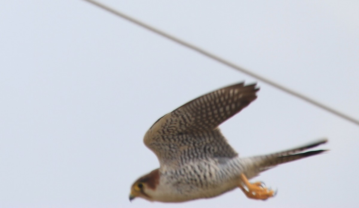 Red-necked Falcon - ML472053341