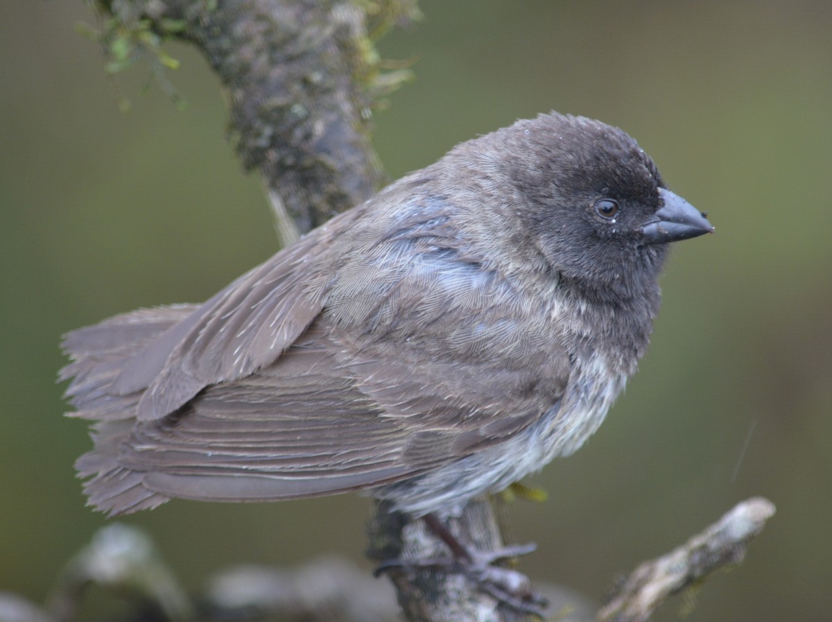 ML47205341 - Small Tree-Finch - Macaulay Library