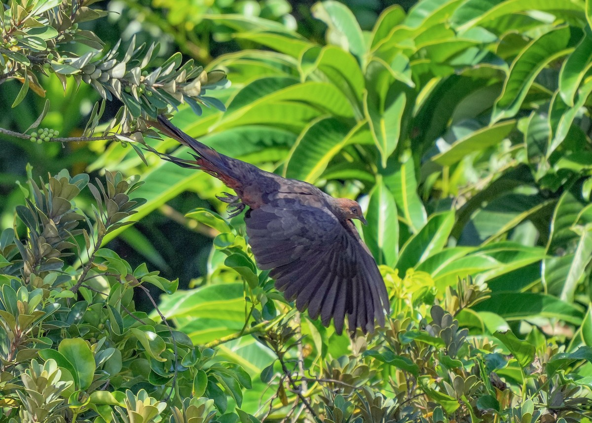 Philippine Cuckoo-Dove - ML472055471