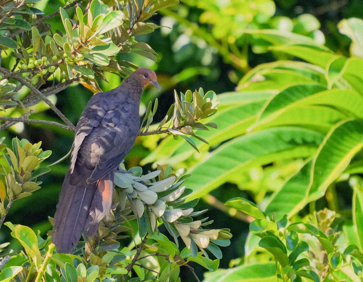 Philippine Cuckoo-Dove - ML472055501