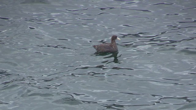 Southern Giant-Petrel - ML472055571