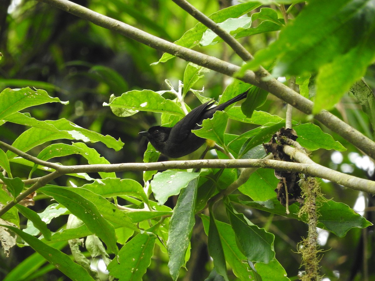 Yellow-thighed Brushfinch - ML472056211