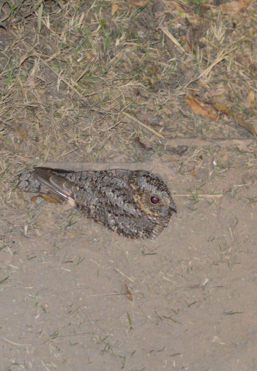 Band-winged Nightjar - ML472056711