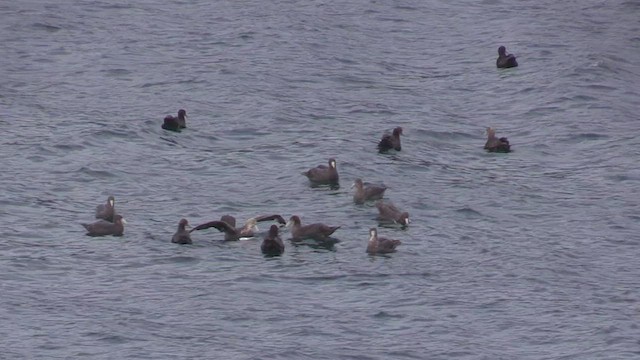 Southern Giant-Petrel - ML472056761