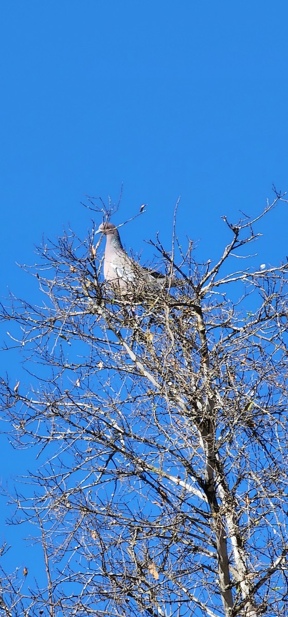 Picazuro Pigeon - ML472057331